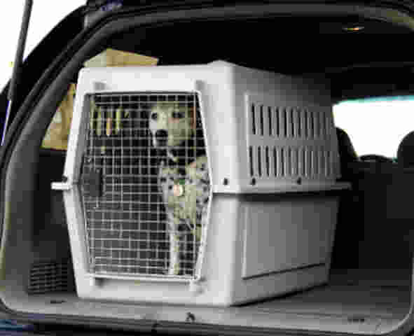 Proper Pet Taxi Transport Podgorica